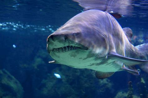 10 Most Dangerous Sharks in the Ocean - Curiosity Aroused