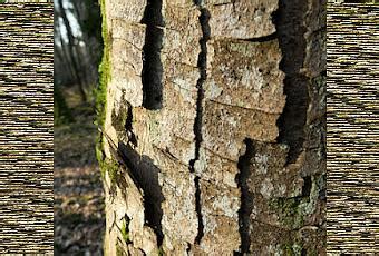 Érable sycomore Acer pseudoplatanus À Découvrir