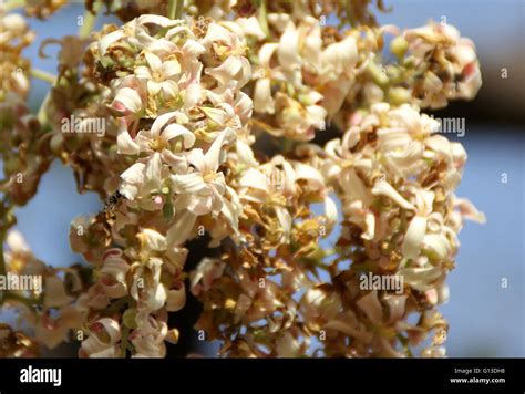 Reutealis trisperma, Philippine tung, deciduous tree from Philippines with ovate cordate leaves ...