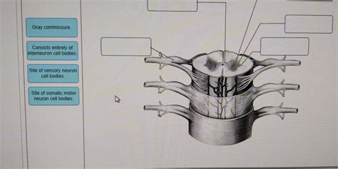 Gray commissure. Consists entirely of interneuron | Chegg.com