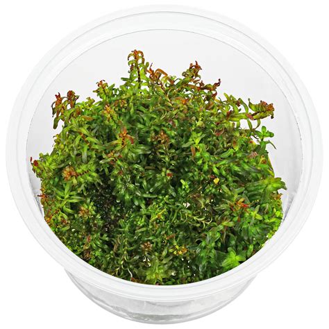 Rotala Macrandra Mini Type In Vitro Aquasabi Aquascaping Shop