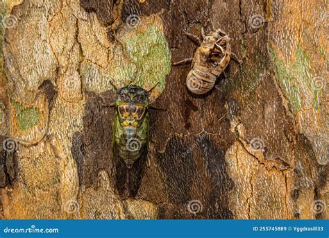 Clsoe Up View Of A Cicada And Its Chrysalis Stock Image Image Of