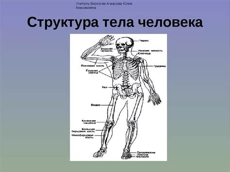 Строение тела человека 8 класс