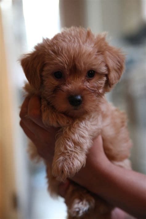 Yorkie Poo - Puppies, Rescue, Pictures, Information, Temperament ...