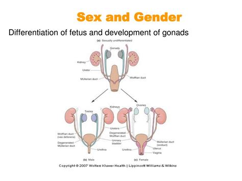 PPT Topic 18 Sex And The Brain Lange PowerPoint Presentation Free