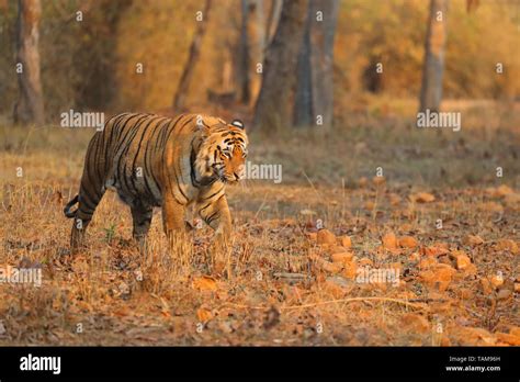 Adult Male Bengal Tiger Panthera Tigris Tigris In Tadoba Andhari