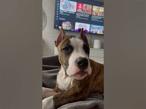 Вот и весь секрет🤷🏼‍♀️ #амстаф #амстафф #стафф #стаффорд #лайфстайлблог ...