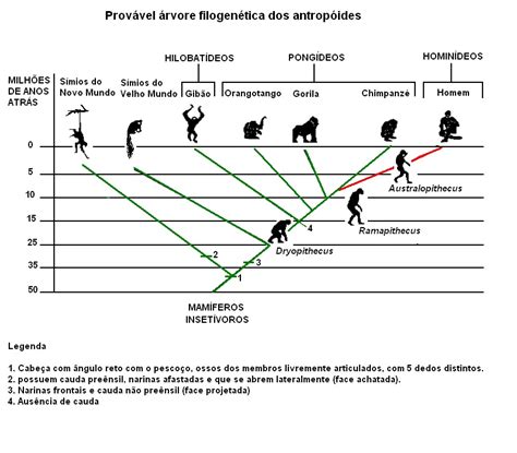 Os Seres Humanos Pertencem A Uma Mesma Espécie Chamada De