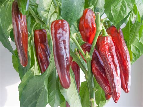 Апдейт по Анахайму