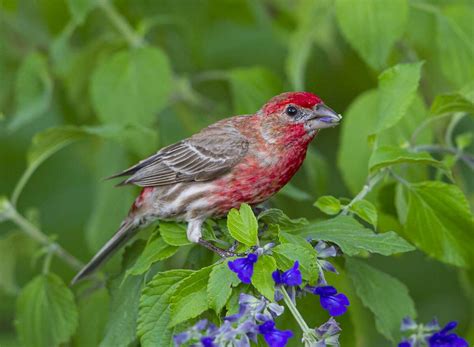 House finches show their colors for mating season