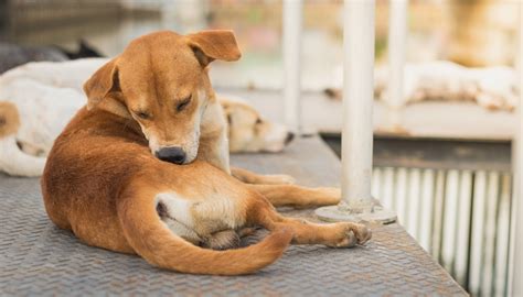 Los ácaros Del Oído En Perros Son Contagiosos Para Otros Perros