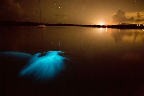 Best places to see bioluminescence – Lonely Planet