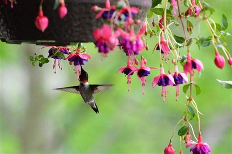 Potted Plants That Attract Hummingbirds To Your Yard