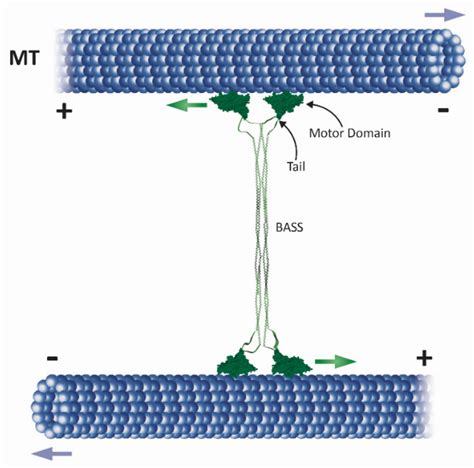 Ijms Free Full Text Mechanisms By Which Kinesin Motors Perform