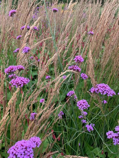 Verbena Bonariensis Beth Chattos Plants And Gardens