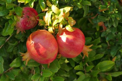 Premium Photo Ripe Pomegranates On A Tree In Peloponnese