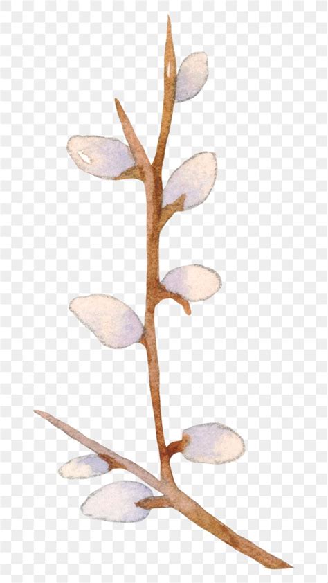 Png Easter Pussy Willow Design Premium PNG Sticker Rawpixel