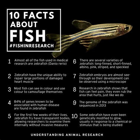 10 Facts Fish :: Understanding Animal Research