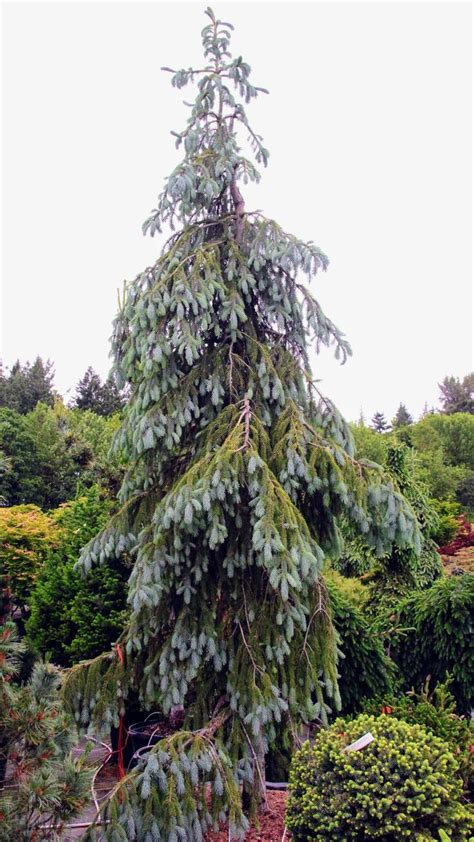 Picea Engelmannii Bush S Lace Engelmann Spruce Evergreen Landscape