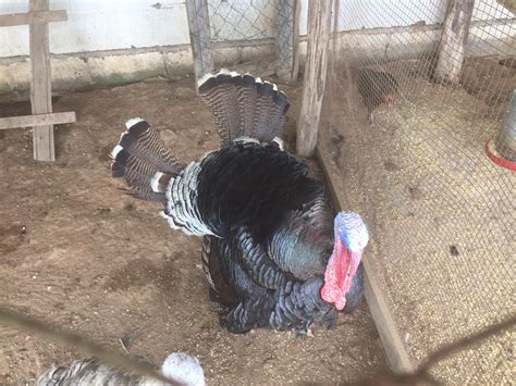 Fazendinha E Restaurante Santa Ad Lia Mais Uma Op O Para Levar A