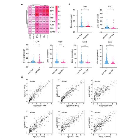 Expression Of Prrs Positively Correlated With That Of Immune