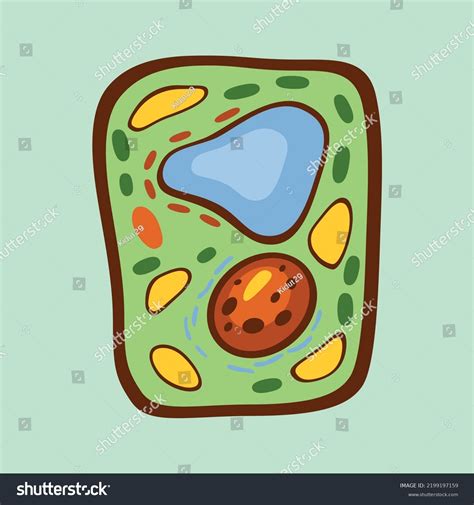 Plant Cell Vector Art Illustration Clipart Stock Vector Royalty Free