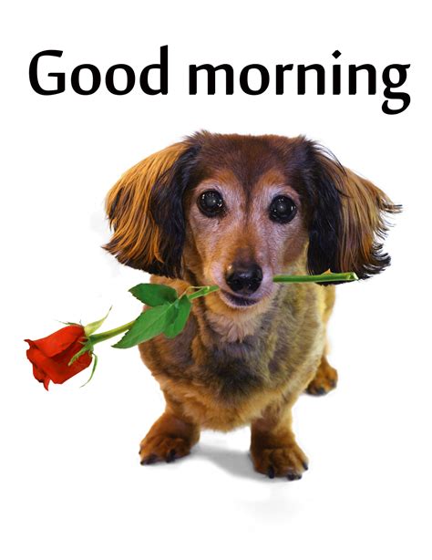 Good Morning Dogs Wallpapers on WallpaperDog