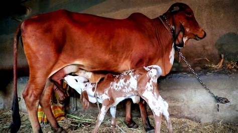 Gir Cow Milking By Hend Indian Gir Cows Village Life In Gujrar Youtube