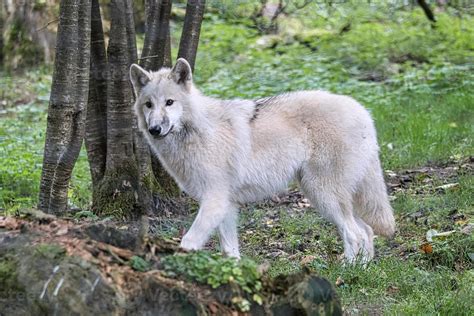 Young white wolf from the wolf park Werner Freund. 9735522 Stock Photo ...