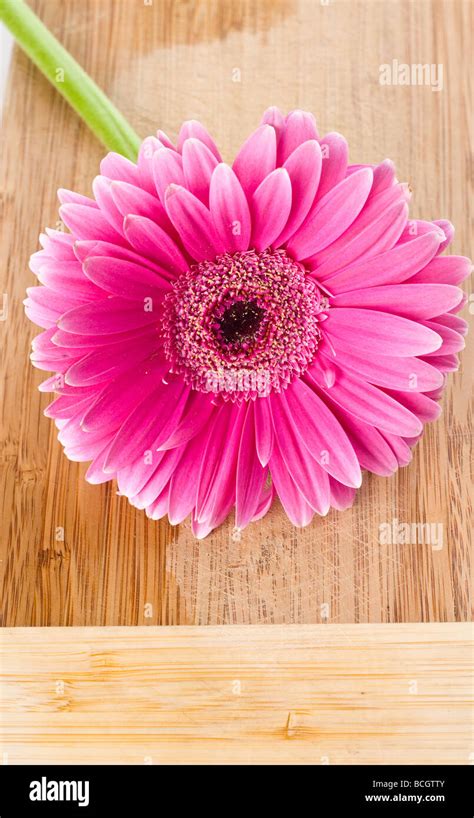 pink fresh gerber stock photo alamy