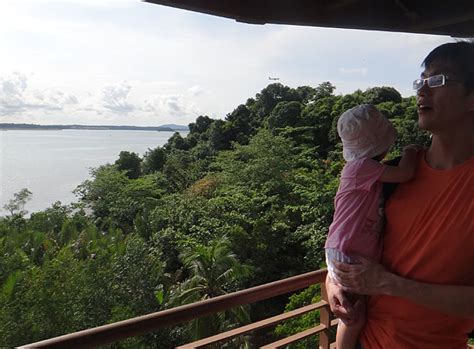 Wild Shores Of Singapore Naked At Chek Jawa Again