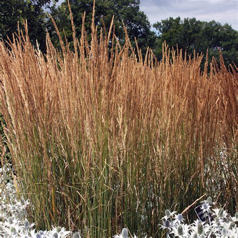 Вейник остроцветковый avalanche описание и фото