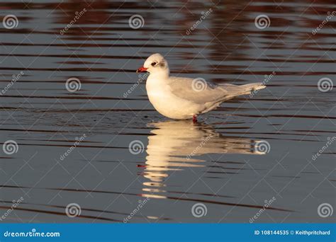 A Mediterranean Gull Ichthyaetus Melanocephalus Seagull Stock Image