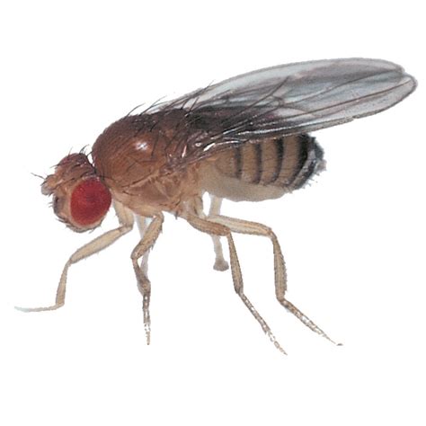 Fruit Flies Animal Database Fandom