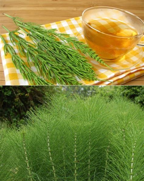 Хвощ полевой: лечебные свойства и противопоказания, посадка и уход, фото