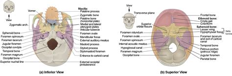 The Skull | Anatomy and Physiology I | Study Guides