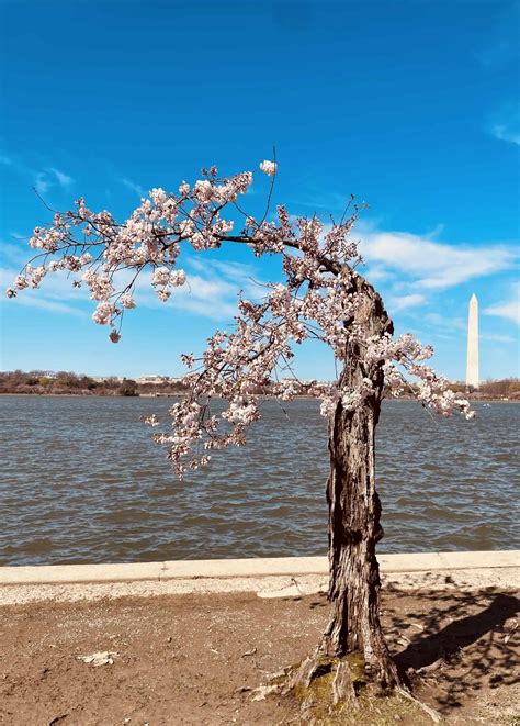 DC Cherry Blossom Festival Guide & Map [2024]