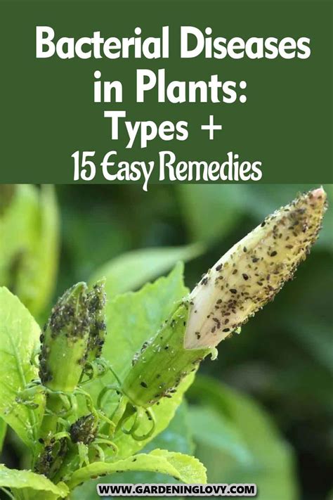 Plant Disease: Understanding Symptoms, Causes, and Treatments