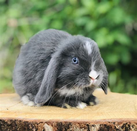 Holland Lop Rabbits For Sale Woodlawn Va 307293