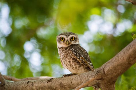 Owls Photos, Download The BEST Free Owls Stock Photos & HD Images