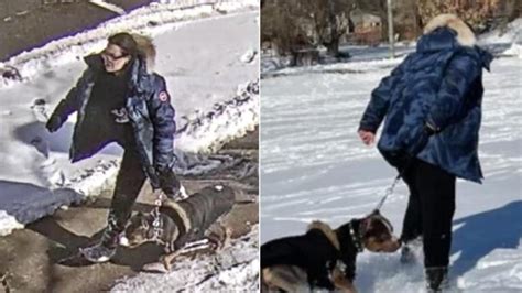 Une Femme Arrêtée En Lien Avec Une Attaque De Chien à Toronto Radio Canada