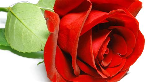 Red Rose Flowers Hd Wallpapers Free For Pc Infoupdate Org