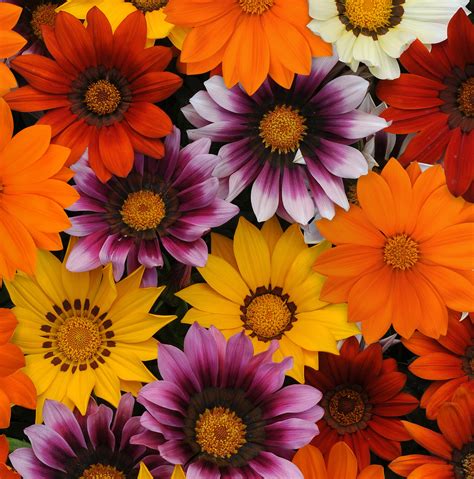 Gazania Daisy 'New Day' - 10" - Garden Center - MN