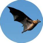 Are Bats Blind? Discover the Fascinating World of Bat Senses