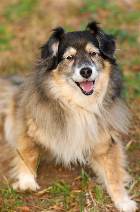 Border Collie Is A Mixed Breed