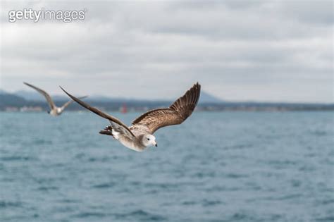 Two Seagulls Spread Their Wings In The Air