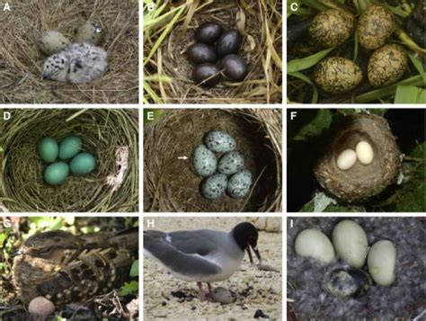 The Ultimate Guide To Bird Egg Identification Unraveling The Mysteries