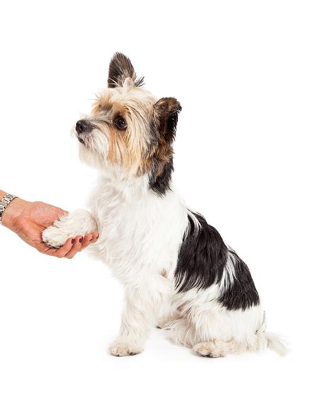 Premium Photo | Shih tzu crossbreed shaking hands