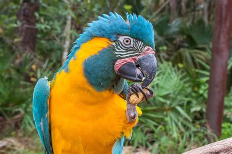 Blue Throated Macaw Brevard Zoo Animals