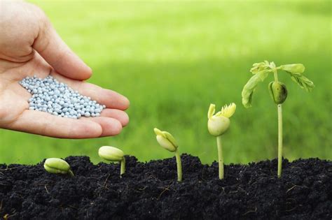 Los Elementos Esenciales Para La Supervivencia De Las Plantas Descubre